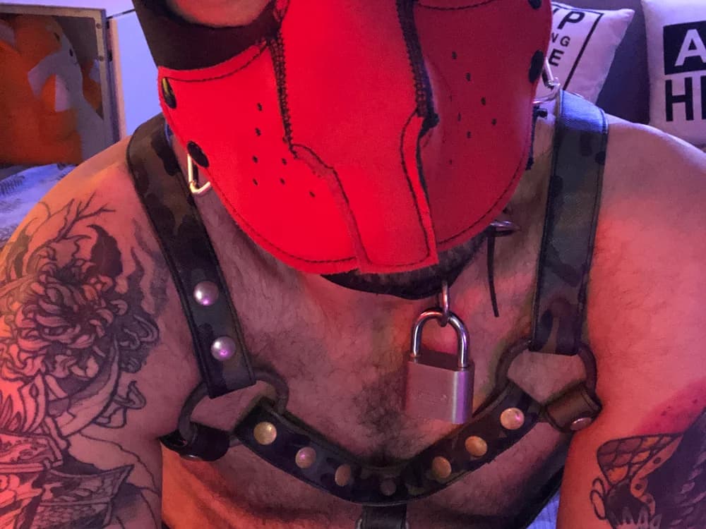 danix_wild_wolf
